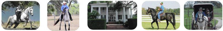 McCurdy Plantation Horse Association, Gaited Horses